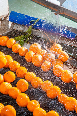 Washing-Tangerines-with-Nozzles-in-a-Produce-Processing-Plant