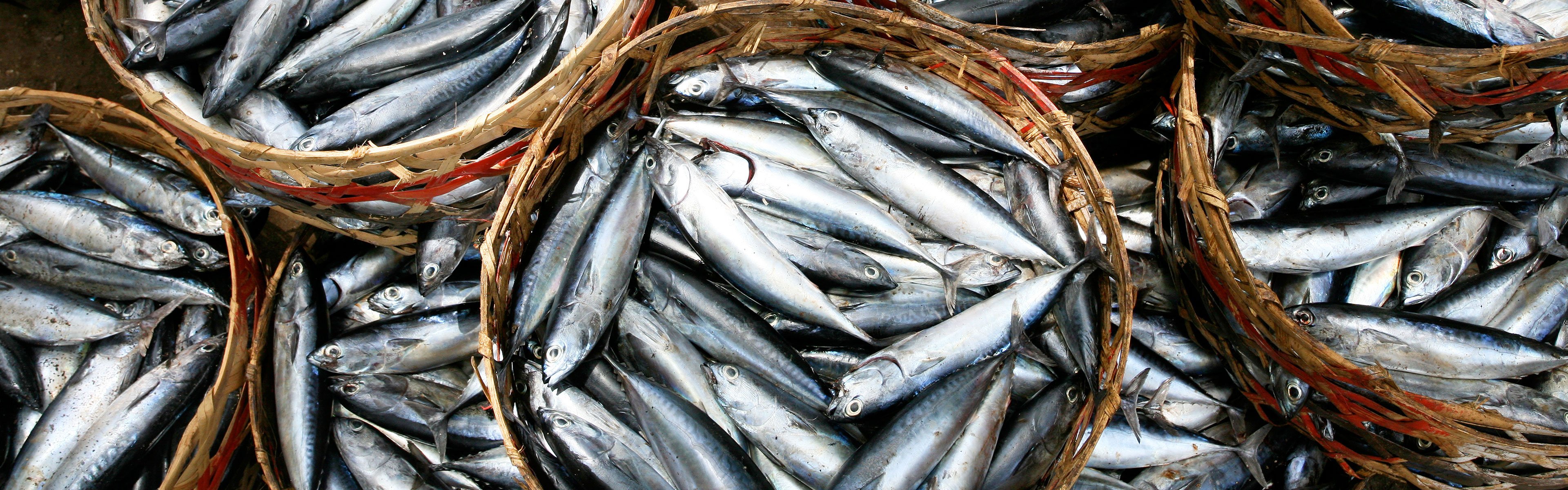 spx_application_fishing