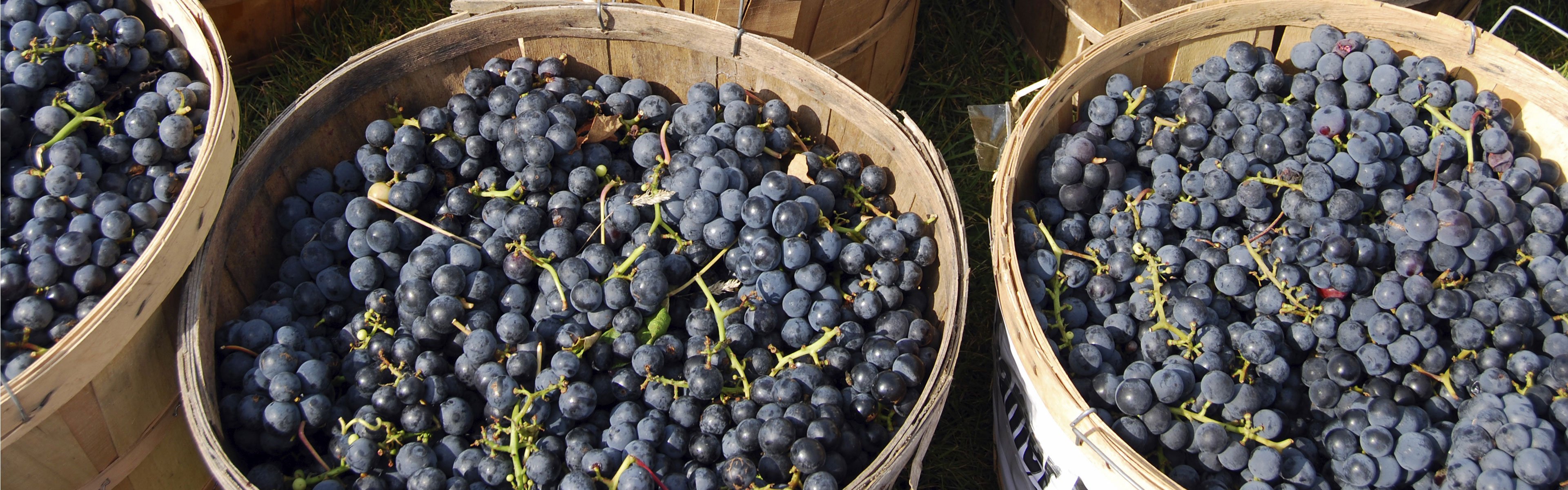 spx_application_wine_and_juice_processing