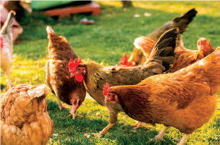 Pompes de traitement de la volaille et de la viande